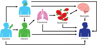 Streptococcus Pneumoniae Outbreaks And Implications For Transmission And Control A Systematic Review Pneumonia Full Text