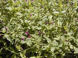 Image result for Jasminum beesianum