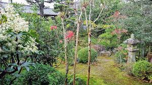 Experience Kyoto S Japanese Tea Ceremony The Real Japan