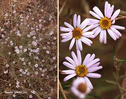 Image result for Athrixia