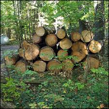 For all things related to the town of kalamazoo, mi, kalamazoo college, western michigan university, and kvcc! Firewood For Sale M A All Seasons Tree Service Hand Cut Aged Wood