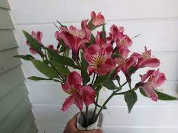 Check spelling or type a new query. Gardening Getting The Most Out Of Cut Flowers