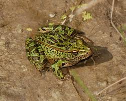 Image result for Lepidagathis andersoniana