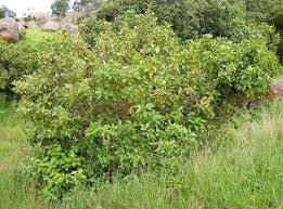 Image result for Maesa lanceolata