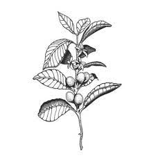 Folgers coffee is a brand of coffee produced in the united states, and sold there, in asia, canada and in mexico. Photography Coffee Cafe Heavens 46 New Ideas Coffee Tattoos Coffee Plant Illustration Plant Tattoo