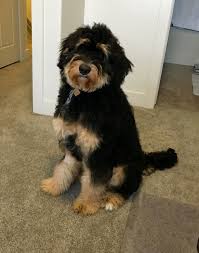 Black Bernese Mountain Dog Poodle Mix My Fluffy Baby June Female Bernedoodle 7 Months 60 Lbs Doodle Dog Breeds Bernedoodle Bernedoodle Puppy