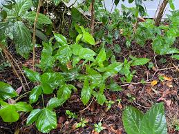 Image result for Synadenium angolense