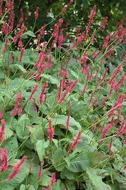 Fire Tail Fleeceflower Persicaria Amplexicaulis Fire Tail At Chalet Nursery Plants Perennials Garden Design