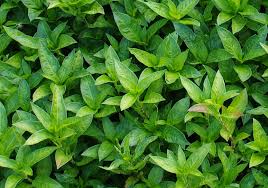 Image result for Indigofera paniculata