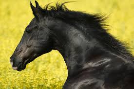 Check spelling or type a new query. Black Horse Black Horse Hd Wallpaper Peakpx