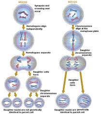 The sister chromatids are moving apart. Meiosis And Mitosis Comparison Biology Classroom Mitosis Teaching Biology