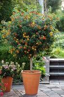 Image result for dipladenie amonea