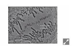 Maybe you would like to learn more about one of these? Categories Prophase Metaphase Anaphase Telophase Chegg Com