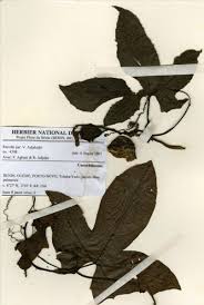 Image result for Coccinia barteri