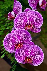 Pin On Orchid Extravaganza
