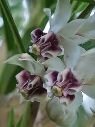 Image result for Gomphocarpus physocarpus