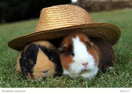 Für meerschweinchen, junge zwergkaninchen, chinchillas und ratten hervorragend geeignet. Meerschweinchen Haltung So Machst Du Es Richtig Haustiermagazin