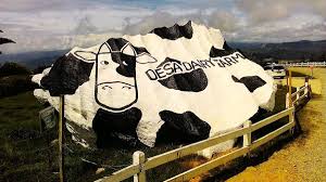 Here, there got a shop where all the sabah's cow milk and dairy product been produced, are freshly sold. Desa Dairy Farm Steemit