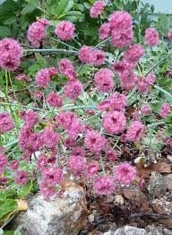 Image result for Eriosema pauciflorum