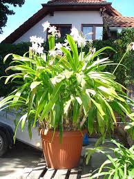 Image result for Crinum moorei