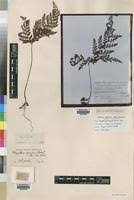 Image result for Triplophyllum