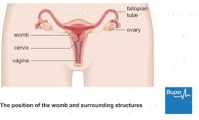 Ovarian Cyst Size Chart Answers On Healthtap