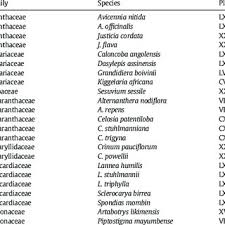 Image result for Strephonema