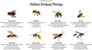 As a result, bumblebees can sting more than once during their lifetime. A Comprehensive Guide To Yellow Stripey Things
