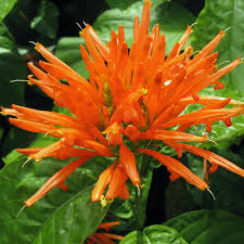 Image result for Justicia protracta