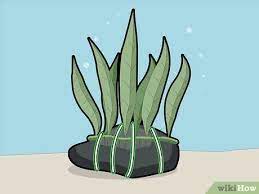 Maybe you would like to learn more about one of these? How To Plant A Java Fern 12 Steps With Pictures Wikihow
