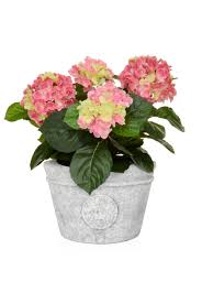 Our extensive range of luxury artificial hydrangeas is comprised of stunning mophead, dried, paniculata and lace cap hydrangeas. Artificial Pink Hydrangea Arrangement In Grey Pot