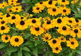 Flowering zone 7 shade plants. 15 Best Zone 7 Plants To Put In Your Garden