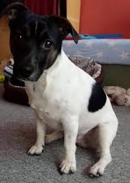 Black And White Jack Russell Terrier Puppy Pin By Carrie Melton On Jack Russell Terrier Toy Fox Terriers Baby Animals Jack Russell