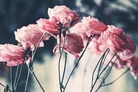 Overhead costs are generally low and most, if not all, of the. Where To Buy Sustainable Wild Flowers In The Uk For All Your Floral Creations Calm Moment