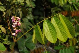 Image result for Millettia