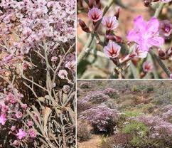 Image result for Plumbaginaceae