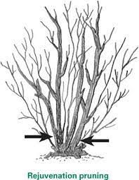 Let them recover before pruning. Fs1221 Pruning Flowering Shrubs Rutgers Njaes