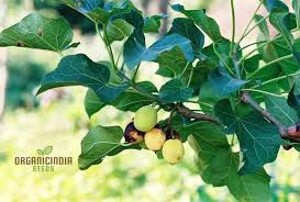 Image result for Jatropha curcas