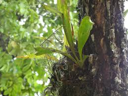 Image result for Graphorkis lurida