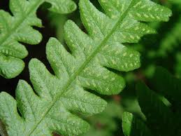 Image result for Stegnogramma