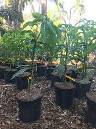 Just like with regular, routine pruning, be sure not to leave much of a stub behind when you remove watersprouts. Dwarf Mango Trees Not So Difficult To Grow Mango Org