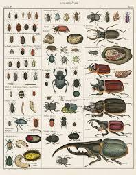 Beetles From Antique Butterfly Moth Prints By Oken Ilustraciones De Animales Ilustracion Animal Dibujos De La Naturaleza