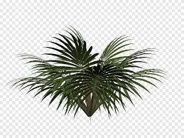 Mengapa kelapa sawit kuning kurus dan kurang buah. Pohon Cycad Kelapa Sawit Bahan Tarik Sikas Gratis Templat Desain Logo Gratis Daun Png Pngegg