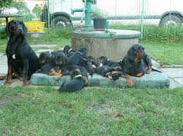 Image result for sedmihradský honič