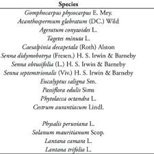 Image result for Alchornea hirtella