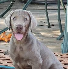 Six males and five females. Southern Silver Labs Home Facebook