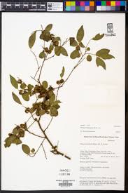 Image result for Diospyros consolatae