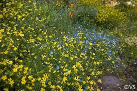 Image result for Ranunculus raeae