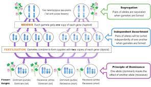 Changing the use of garden and agricultural lands is a theoretically argued subject and is followed by the principal question of: Mendel And Meiosis Bioninja