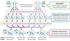 Changing the use of garden and agricultural lands is a theoretically argued subject and is followed by the principal question of: Mendel And Meiosis Bioninja